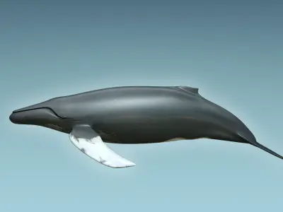 Whale Humback 3D model