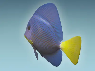 Zebrasoma Fish 4 3D model