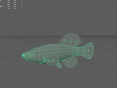 Killi fish Low-poly 3D model