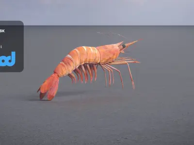 Cooked Shrimp 3D model