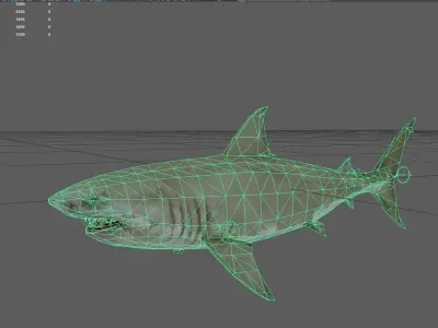 Shark Low-poly 3D model 14