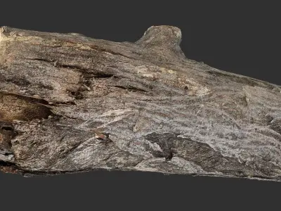Sawn tree trunk wood 3d scan highpoly 3D model