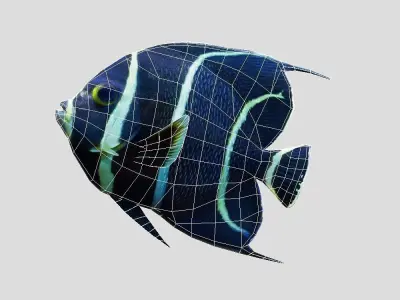 French Angelfish Realistic Animated Low-poly 3D model