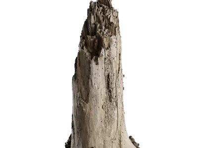  Medium Broken Splintered Decaying Bare Stump Model 