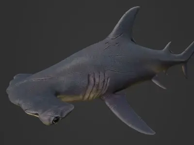 hammerhead shark Low-poly 3D model 7