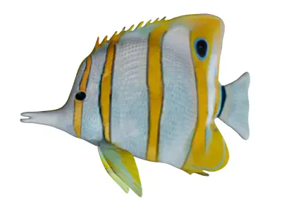 Butterfly fish Low-poly 3D model buy