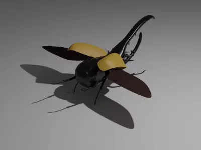 Beetle 3D model buy