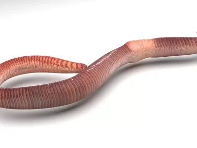 Earthworm 3D model buy