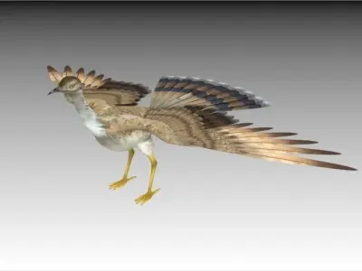 Houbara bustard 3D model