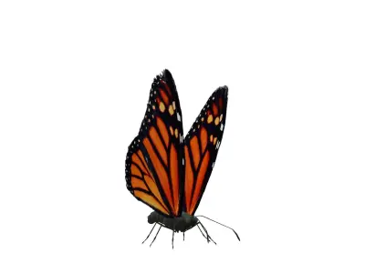 Butterfly Collection Pack 1-6 Low-poly 3D model