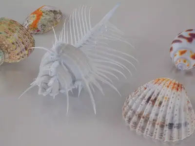 5 3D Scanned Seashells Part 5 3D Model Pack