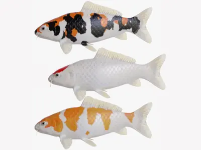 Koi Carp Pack 3D model