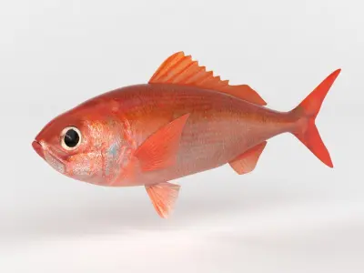Ruby Fish 3D model