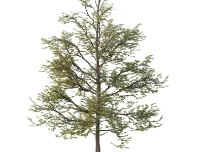 Mountain Ash Tree 10 3D model