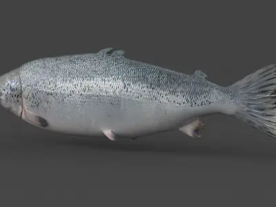Salmon Fish 3D model order