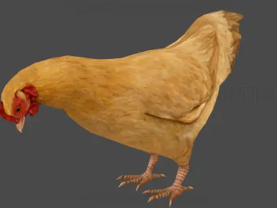 Hen chicken Animated Low-poly 3D model