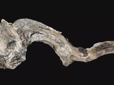 Withered Piece of wood branch 3d scan in highpoly 3D model