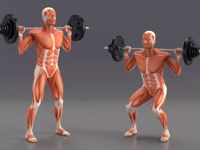 Anatomy Male Muscular System Squats Animated for Cinema 4D 3D model