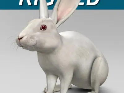 Rabbit White 3D model