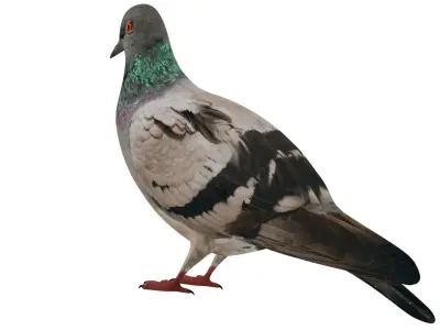 Pigeon 3D model buy