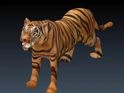Tiger Low-poly 3D model purchase