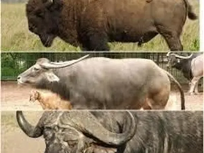 Bison big beast 3D model