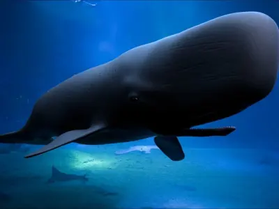 Sperm whale 3D model buy