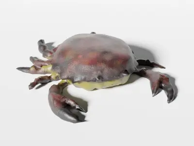 Crab lowpoly Low-poly 3D model