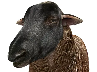 Black Sheep Rigged Low-poly 3D model