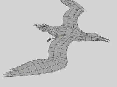 Gannet 3D model