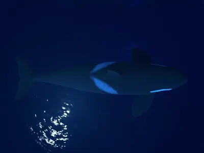 Killer whale Low-poly 3D model