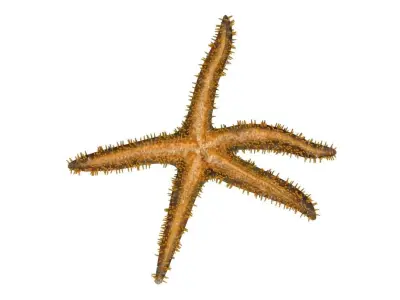 3D Starfish model 3D model