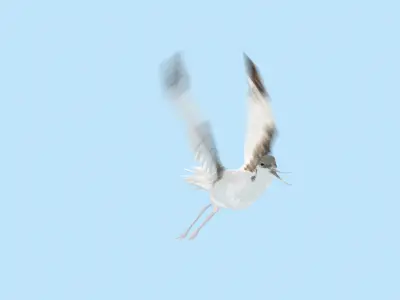 Realistic Avocet bird model with feather and hair 3D model