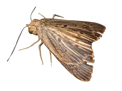 Moth butterfly Low-poly 3D model
