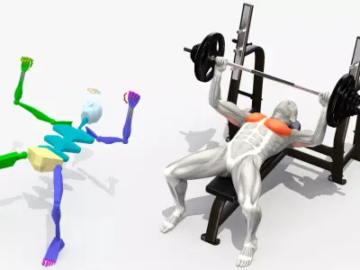 Male Muscular System Bench Press Animated Rigged 3D model