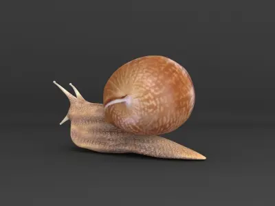 Snail 3D model 3