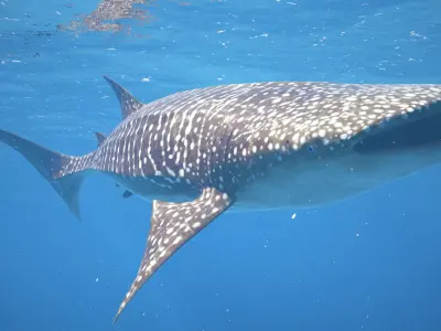  Whale Shark Rigged 