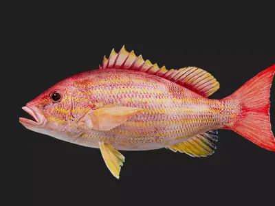 Snapper Low-poly 3D model 14