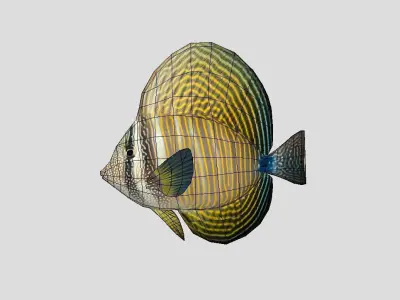 Sailfin Tang Realistic Animated Low-poly 3D model
