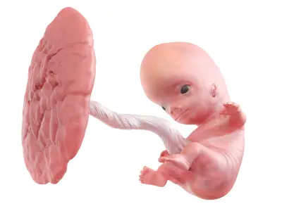  Fetus Week 9 Animated 