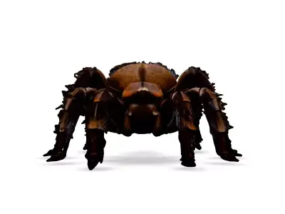 Realistic Huntsman Spider 3D Model Low-poly 3D model