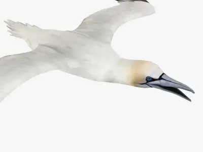 Gannet 3D model