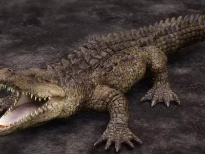 CROCODILE 3D model get