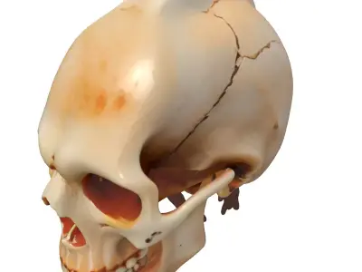 Stylized Elongated Skull with Rope Low-poly 3D model purchase
