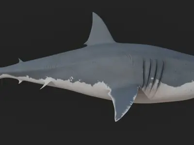 Great White Shark 3D model shop