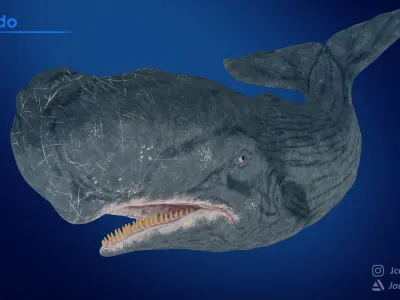 Sperm Whale Game-Ready   Low-poly 3D model