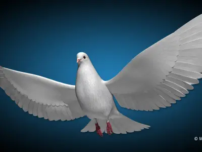 Dove - Flight 3D model