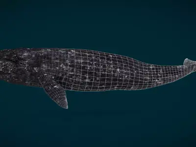 Gray Whale Animated Low-poly 3D model
