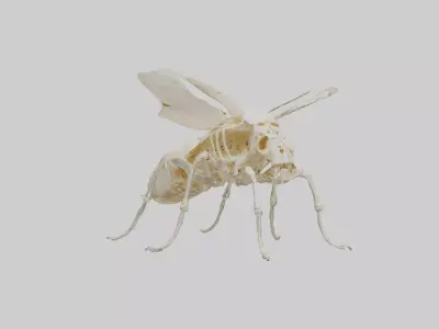 Beetle Skeleton model Low-poly 3D model