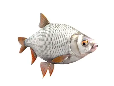 Common Roach Fish Rutilus Rutilus 3D model